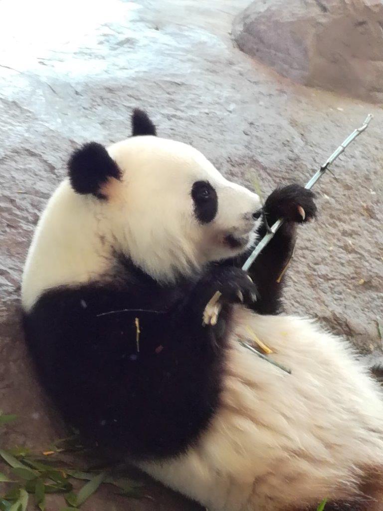 panda syo